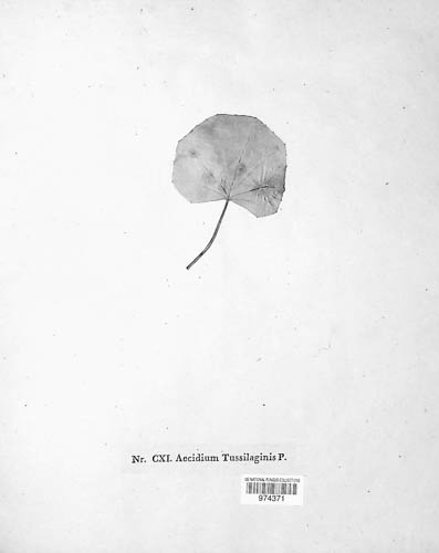 Puccinia poarum image